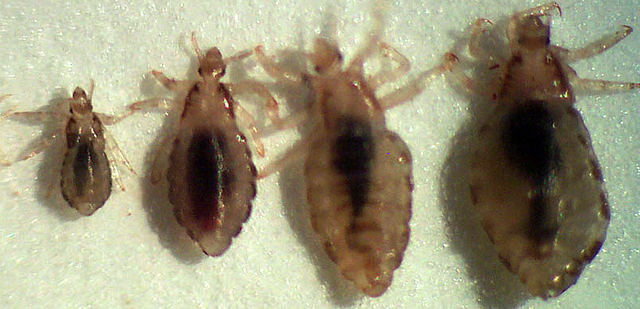 Lice in different development stages