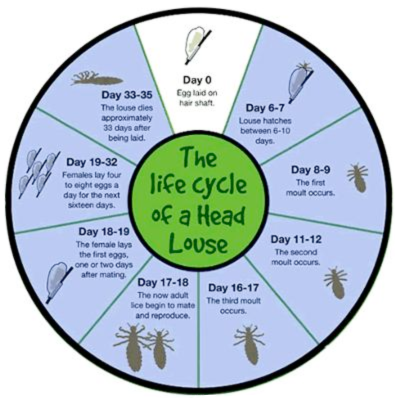 lice-life-cycle-397x400